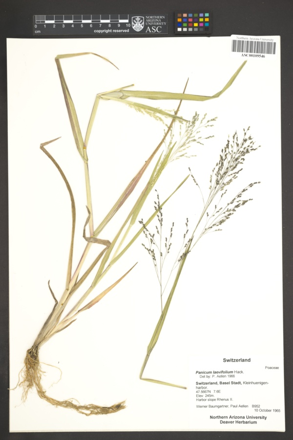 Panicum laevifolium image