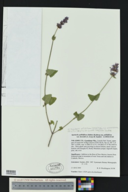 Agastache pallidiflora var. havardii image