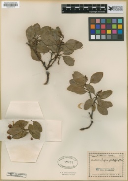 Arctostaphylos platyphylla image