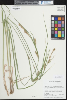 Carex vesicaria var. vesicaria image