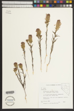 Orthocarpus copelandii var. cryptanthus image