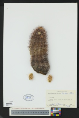 Echinocereus lloydii image