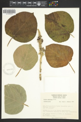 Image of Croton suberosus