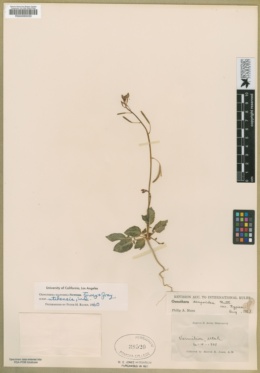 Chylismia scapoidea var. utahensis image