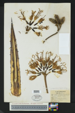 Agave parryi var. neomexicana image