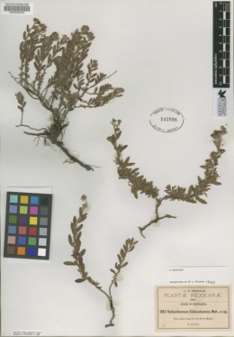 Image of Crocanthemum chihuahuaense
