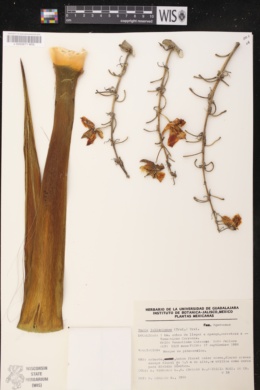Image of Yucca jaliscensis