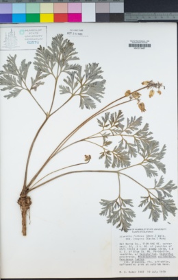 Dicentra formosa subsp. oregana image