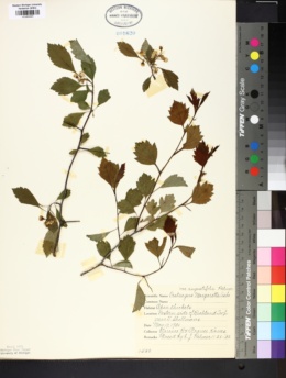 Crataegus margarettae var. angustifolia image