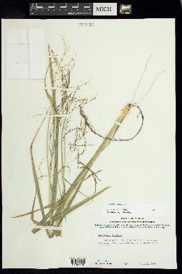 Sporobolus buckleyi image