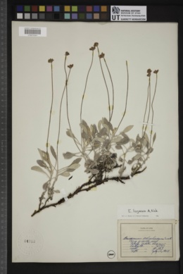 Eriogonum brevicaule var. loganum image