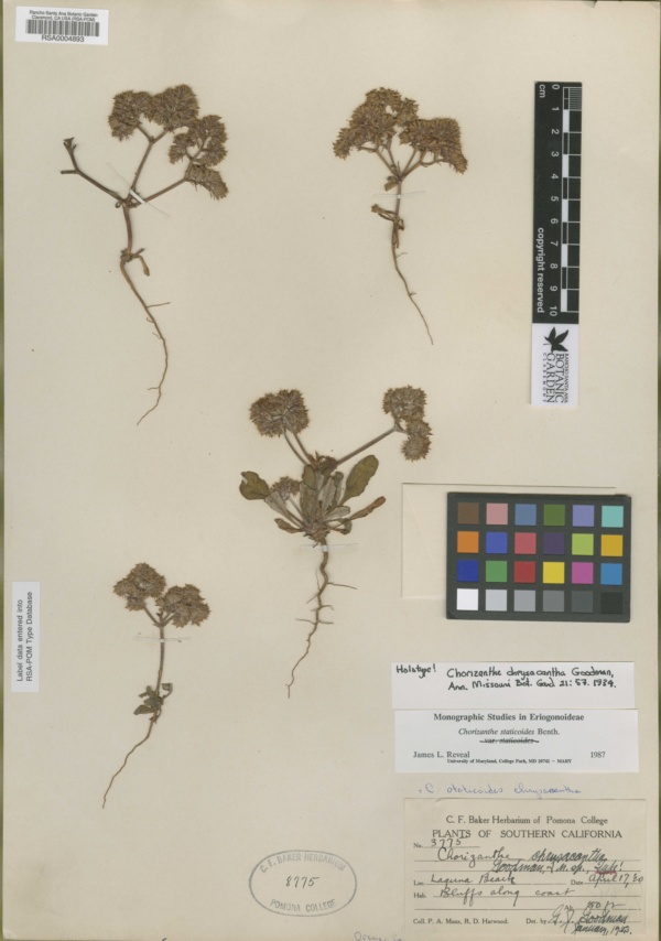 Chorizanthe chrysacantha image
