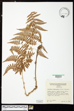 Dryopteris hawaiiensis image