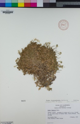 Image of Draba longisquamosa
