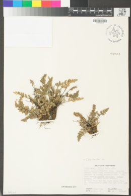 Myriopteris parryi image