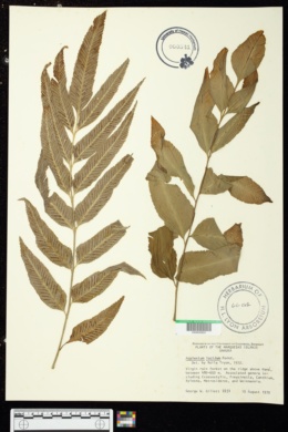 Asplenium adiantum-nigrum subsp. adiantum-nigrum image
