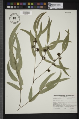 Eucalyptus viminalis subsp. cygnetensis image