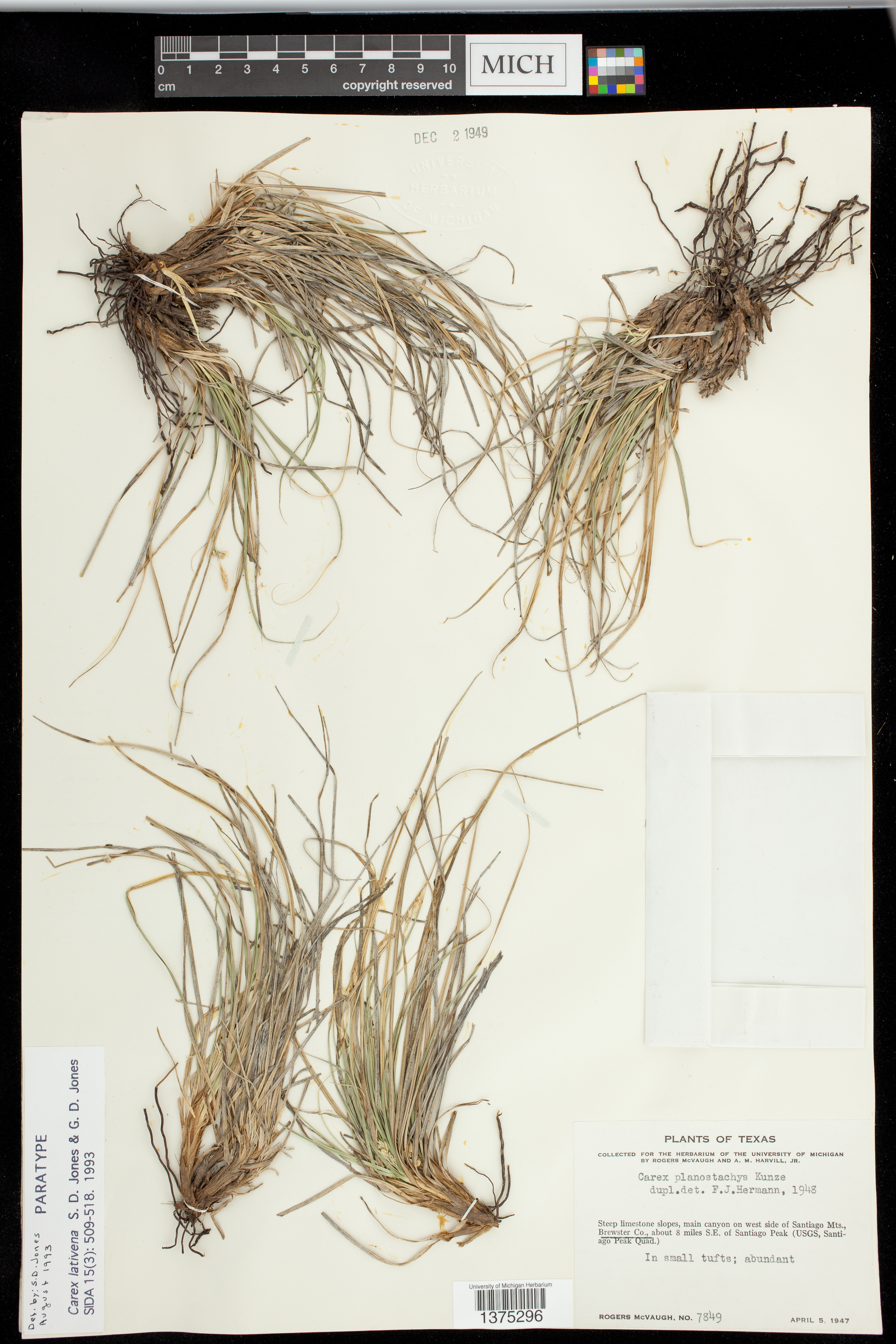 Carex lativena image