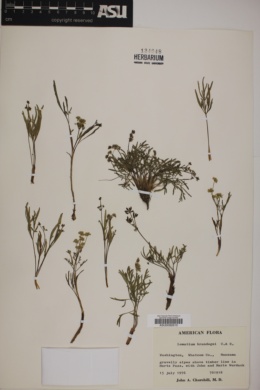 Lomatium brandegeei image