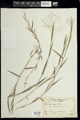 Panicum cyanescens image
