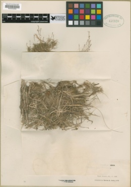 Muhlenbergia breviseta image