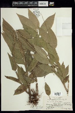 Image of Streptochaeta spicata