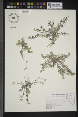 Physaria cobrensis image