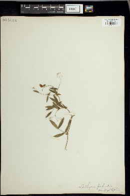 Lathyrus palustris var. myrtifolius image