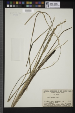 Carex appressa image