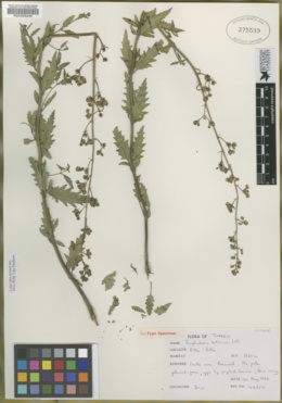 Image of Scrophularia bitlisica