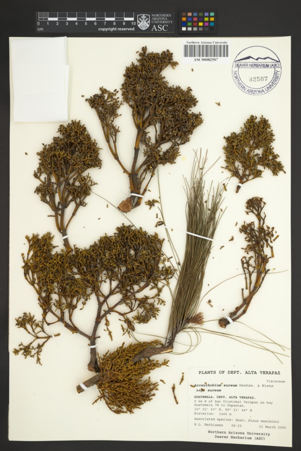 Arceuthobium aureum subsp. aureum image