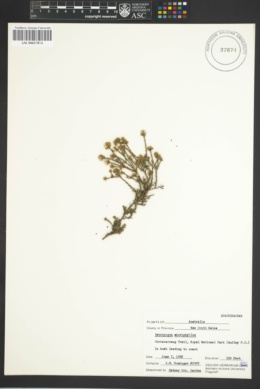 Leucopogon microphyllus image