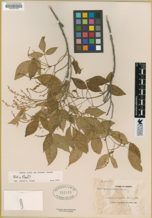 Anacardiaceae image