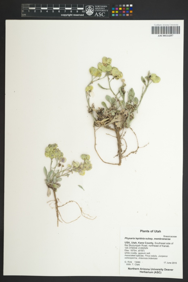 Physaria lepidota subsp. membranacea image