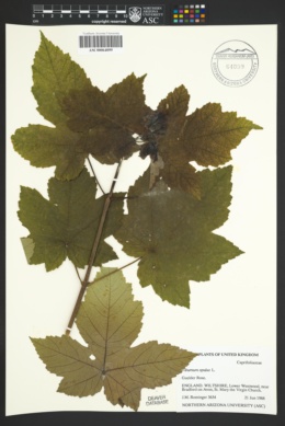 Viburnum opulus image