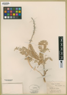 Astragalus mollissimus var. irolanus image