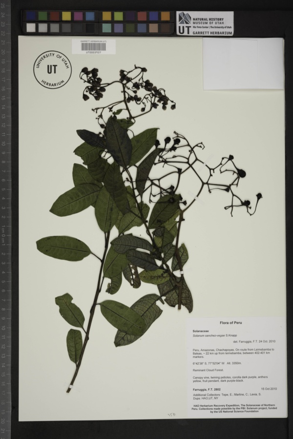 Solanum sanchez-vegae image