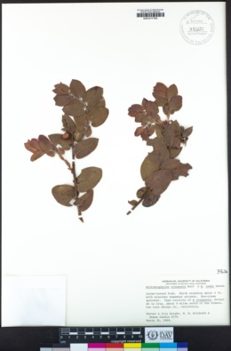 Arctostaphylos cruzensis image