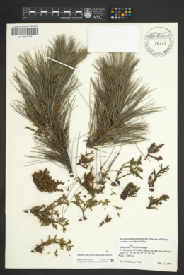 Arceuthobium guatemalense image