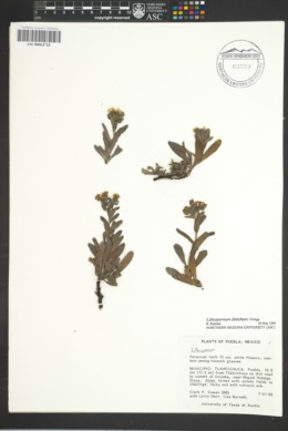 Image of Lithospermum distichum