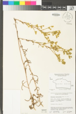 Deinandra fasciculata image