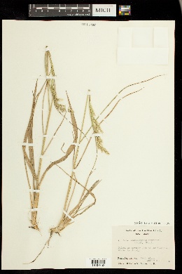 Calamagrostis nutkaensis image
