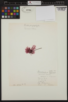 Pterochondria woodii var. pygmaea image