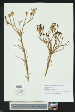 Alstroemeria pulchra image