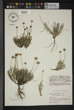 Erigeron chrysopsidis subsp. chrysopsidis image