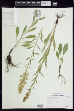 Image of Solidago jejunifolia