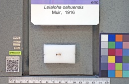 Image of Leialoha oahuensis