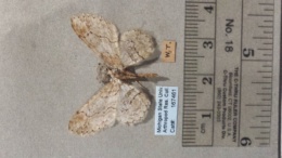 Iridopsis dataria image