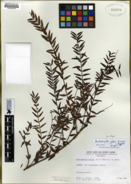 Image of Austromyrtus glabra