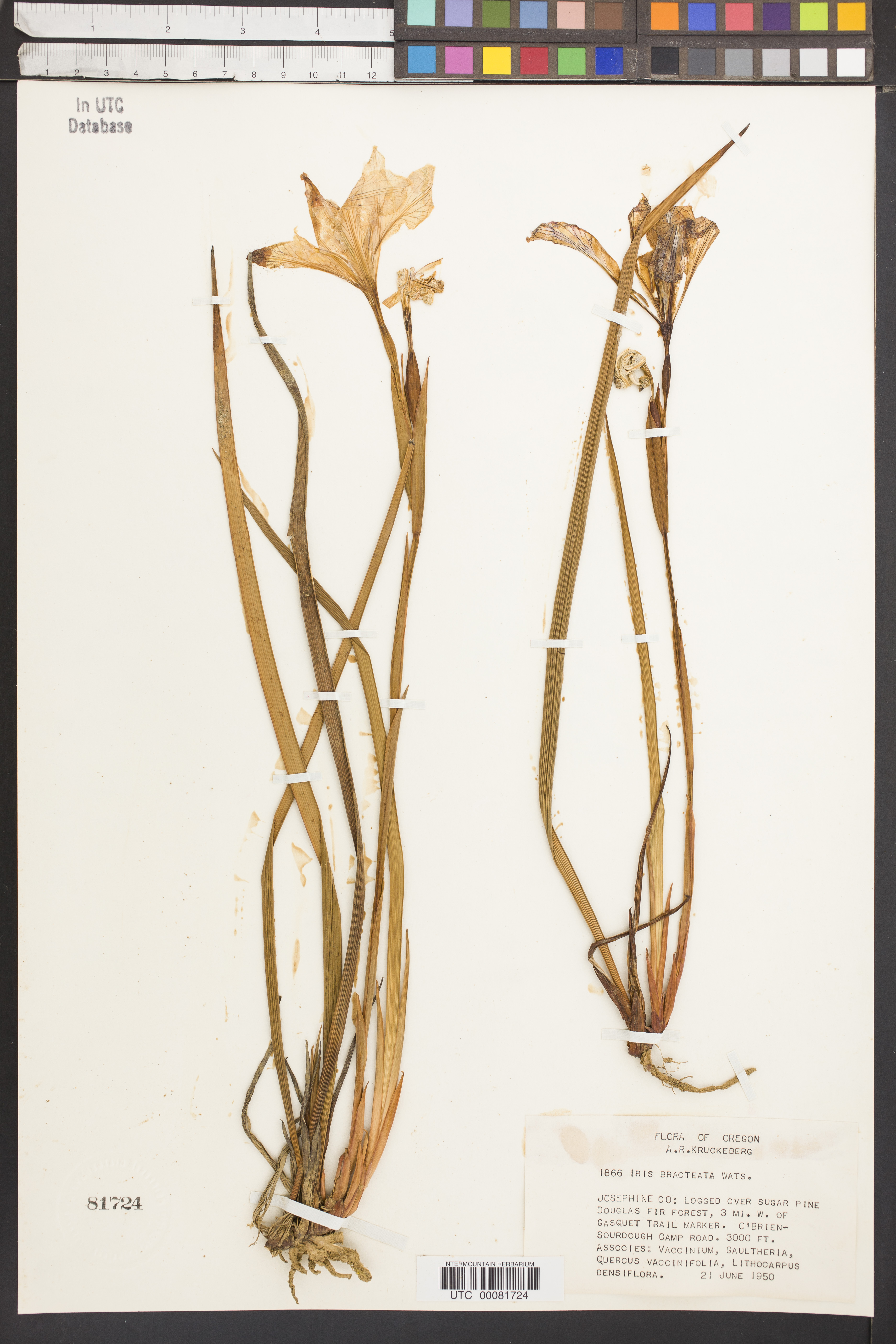 Iris bracteata image